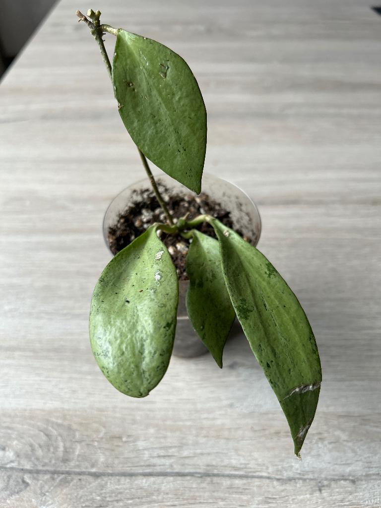 Hoya nicholsoniae 'New Guinea Ghost'🪴, Huis en Inrichting, Kamerplanten, Ophalen of Verzenden, In pot, Halfschaduw, Minder dan 100 cm