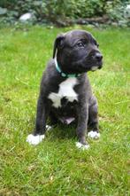 Mooie puppy’s combinatie Stafford-Whippet ❤️, Dieren en Toebehoren, Honden | Niet-rashonden, 8 tot 15 weken, CDV (hondenziekte)