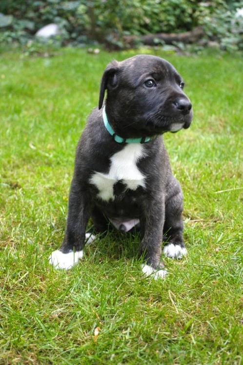 Mooie puppy’s combinatie Stafford-Whippet ❤️, Dieren en Toebehoren, Honden | Niet-rashonden, Middel, Meerdere dieren, Particulier