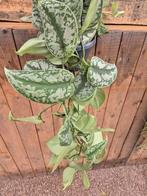 Scindapsus Pictus Trebie xl p15