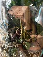 Wandelende tak, Dieren en Toebehoren, Wandelende tak