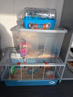 Tamme muisjes en hamsterkooien, Dieren en Toebehoren, September, Meerdere dieren, Tam