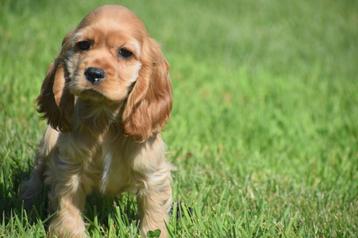 Amerikaanse cocker spaniel pup beschikbaar voor biedingen