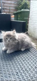 Katten, Meerdere dieren, 0 tot 2 jaar