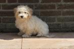 Leuke Speelse Maltipoo puber pup reutje, Dieren en Toebehoren, Honden | Chihuahua's en Gezelschapshonden, Maltezer, Nederland