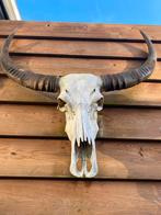 Originele Aziatische buffel schedel, Huis en Inrichting, Ophalen of Verzenden, Gebruikt