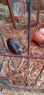 Minilop, Dieren en Toebehoren, Konijnen, Mannelijk, Dwerg