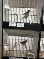 Bastaarden sijs x kanarie., Dieren en Toebehoren, Meerdere dieren