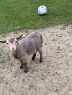 Prachtig jong en mak dwerg bokje bok met hoorntjes, Dieren en Toebehoren, Schapen, Geiten en Varkens, Mannelijk, Geit, 0 tot 2 jaar