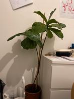 Ficus Lyrata - Vioolplant, Ophalen, Ficus, 100 tot 150 cm, Halfschaduw