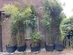 5 Bamboeplanten fargesia robusta-- in groten potten--, Vaste plant, Bloeit niet, Halfschaduw, Ophalen