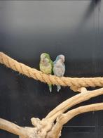 Bewezen broedkoppel muisparkiet blauw monniksparkiet, Meerdere dieren, Parkiet, Tam