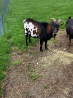 Gezocht dwergbok/dwergbokje, Dieren en Toebehoren, Schapen, Geiten en Varkens, Mannelijk, Geit, 0 tot 2 jaar