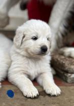 Slovensky Cuvac pups - een gouden hart in een witte vacht, Dieren en Toebehoren, Honden | Herdershonden en Veedrijvers, België