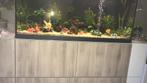 Aquarium compleet, Dieren en Toebehoren, Vissen | Aquaria en Toebehoren, Ophalen, Zo goed als nieuw, Gevuld zoetwateraquarium