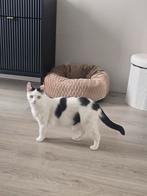 Bessie de poes zoekt een nieuw huisje, Dieren en Toebehoren, Katten en Kittens | Overige Katten, Poes