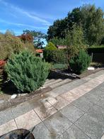 2 jeneverbes struiken/bomen, Ophalen of Verzenden, Volle zon, Overige soorten, 100 tot 250 cm