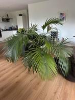 Howea forsteriana, Ophalen, Halfschaduw, Minder dan 100 cm