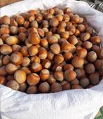 Hazelnoten uit Polen, oogst 2025, Ophalen of Verzenden