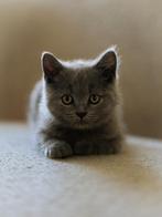 2 per direct op te halen Britse Korthaar kittens, Poes, Ontwormd, 0 tot 2 jaar
