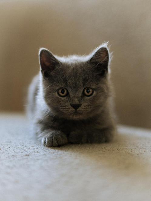 2 per direct op te halen Britse Korthaar kittens, Dieren en Toebehoren, Katten en Kittens | Raskatten | Korthaar, Poes, 0 tot 2 jaar