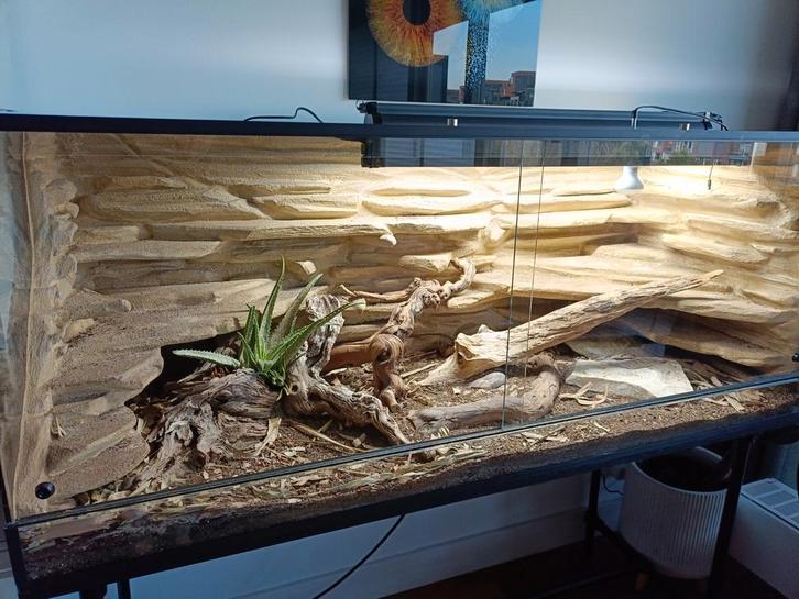Terrarium 150x60x60 incl. 3D zij en achterwand en toebehoren, Dieren en Toebehoren, Reptielen en Amfibieën | Toebehoren, Zo goed als nieuw