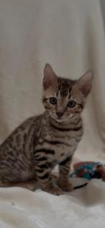 Prachtige Raszuivere Bengaal Kittens met Stamboom, Dieren en Toebehoren, Katten en Kittens | Raskatten | Korthaar, Meerdere dieren