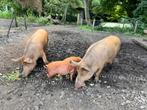 Tamworth varkens, 2 zeugen en 2 biggen (borgjes), Dieren en Toebehoren, Schapen, Geiten en Varkens, Meerdere dieren, Varken, 3 tot 5 jaar