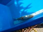 Koi karpers, Dieren en Toebehoren, Karper of Koi