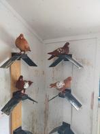 Hoogvliegers, Dieren en Toebehoren, Vogels | Duiven, Meerdere dieren