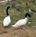 Zwarthals zwaan overjarige stel met dia papier, Dieren en Toebehoren, Pluimvee, Meerdere dieren, Eend