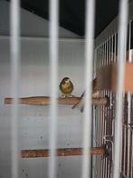 Ouders en 1 jonge raza kanaries te koop voor 20 euro per st., Meerdere dieren, Kleurkanarie
