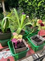Kamerplant stekjes, Huis en Inrichting, Kamerplanten, Groene kamerplant, Ophalen, Overige soorten