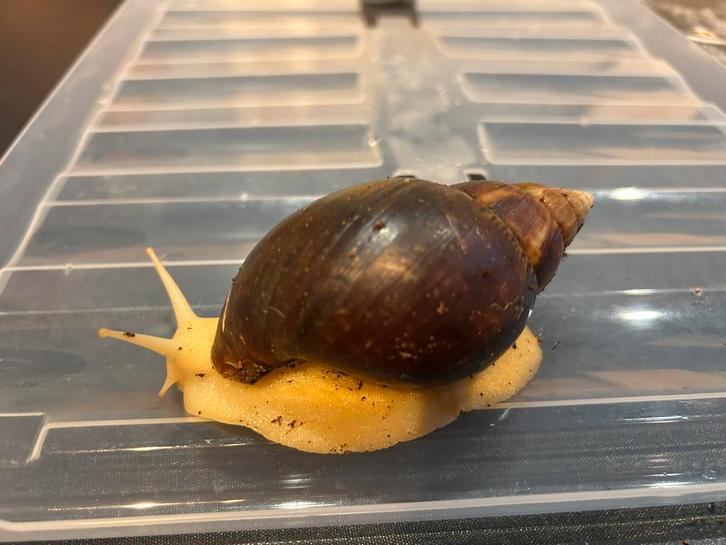 2 Afrikaasne reuzenslakken, Dieren en Toebehoren, Reptielen en Amfibieën, Overige soorten, 0 tot 2 jaar