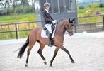 Dressuurinstructie | Paardensportmassage | Voedingsadvies |, Gedragstraining