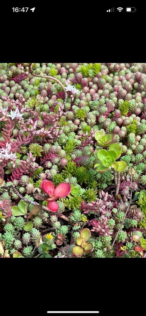 Groendak met sedumrollen en toebehoren tegen bodemprijzsn, Tuin en Terras, Planten | Tuinplanten, Volle zon, Zomer, Ophalen of Verzenden