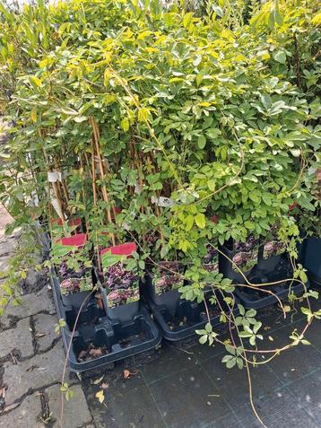 **ACTIE** Akebia Quinata, schijnaugurk. Snel groeiend! 100cm beschikbaar voor biedingen