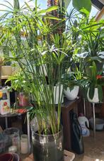 Grote Papyrus plant., Huis en Inrichting, Kamerplanten, Ophalen of Verzenden, Halfschaduw