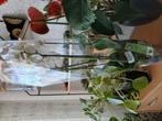 3 tak orchidee moet snel weg, Huis en Inrichting, Kamerplanten, Ophalen of Verzenden, Halfschaduw, Minder dan 100 cm