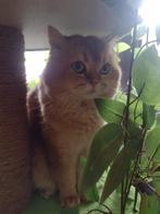 Britse korthaar Golden Shaded Dekkater, Dieren en Toebehoren, Katten en Kittens | Raskatten | Korthaar, Kater, Gechipt, 3 tot 5 jaar