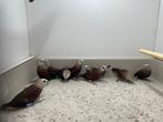 Witkopnon / Lonchura maya, Dieren en Toebehoren, Vogels | Overige Vogels, Meerdere dieren, Tropenvogel, Geringd