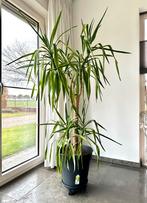 Grote Yucca kamerplant, Tuin en Terras, Planten | Tuinplanten, Ophalen, Overige soorten, Volle zon