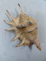 Schelpen in diverse soorten en maten, Verzamelen, Ophalen of Verzenden, Schelp(en)