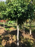 Liquidambar styraciflua Gum Ball  Bol amberboom outlet, Bloeit niet, 250 tot 400 cm, Ophalen, Volle zon