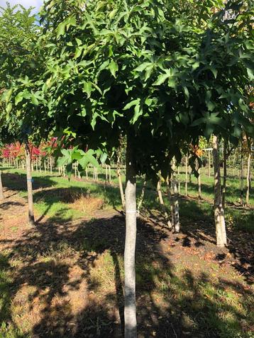 Liquidambar styraciflua Gum Ball  Bol amberboom outlet beschikbaar voor biedingen