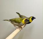 Cubavinken, Dieren en Toebehoren, Vogels | Overige Vogels, Meerdere dieren, Tropenvogel