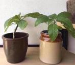 Vintage bloempot bruin beige terracotta geglazuurd ‘50, Binnen, Ophalen of Verzenden, Zo goed als nieuw, Overige vormen