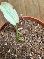 Monstera deliciosa variegata plant mint albo noid large form, Ophalen of Verzenden, Halfschaduw, Minder dan 100 cm