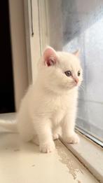 1 prachtige langhaar poesje met korthaar Wit kleuren, Poes, 0 tot 2 jaar