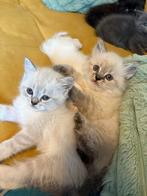 Katten, Dieren en Toebehoren, Meerdere dieren, 0 tot 2 jaar